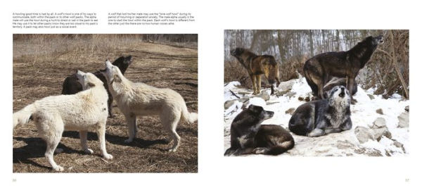 Wolf Sanctuary: The Wolves of Speedwell Forge