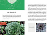 Alternative view 4 of Sempervivum: A Gardener's Perspective of the Not-So-Humble Hens-and-Chicks