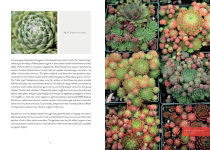 Alternative view 5 of Sempervivum: A Gardener's Perspective of the Not-So-Humble Hens-and-Chicks