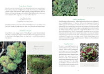 Alternative view 6 of Sempervivum: A Gardener's Perspective of the Not-So-Humble Hens-and-Chicks