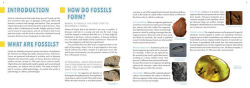 Alternative view 4 of The 50 State Fossils: A Guidebook for Aspiring Paleontologists