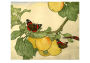 John Dickson Batten: Apples and Red Admirals Boxed Small Notecards