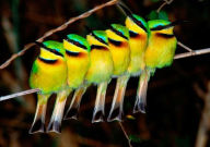 Title: Little Bee-Eaters Notecard, Author: Pomegranate Communications