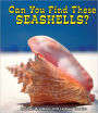 Can You Find These Seashells?