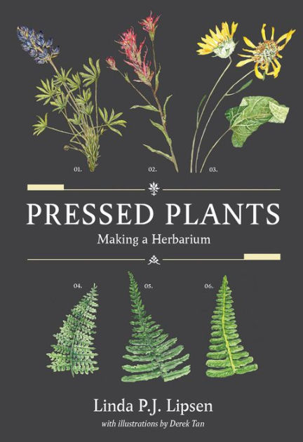 Create Your Own Pressed Botanical Specimen – The Academy of Natural Sciences