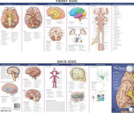 Title: Anatomical Chart Company's Illustrated Pocket Anatomy: Anatomy of The Brain Study Guide / Edition 2, Author: Anatomical Chart Company