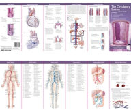 Title: Anatomical Chart Company's Illustrated Pocket Anatomy: The Circulatory System Study Guide / Edition 2, Author: Anatomical Chart Company