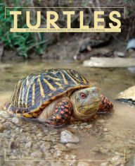 Turtles
