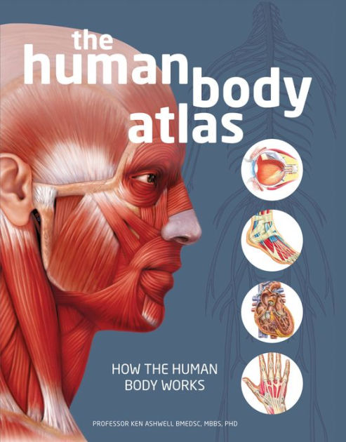 Human Body Atlas By National Geographic Hardcover Barnes Noble