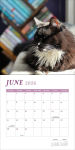 Alternative view 2 of 2026 Cats and Books Wall Calendar