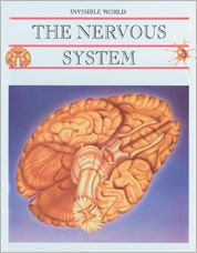The Nervous System and the Brain