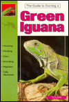 The Guide to Owning a Green Iguana
