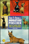 The Guide to Owning a Miniature Pinscher