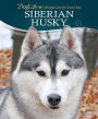 Siberian Husky