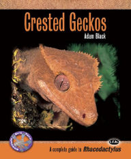 Title: Crested Geckos, Author: Adam Black