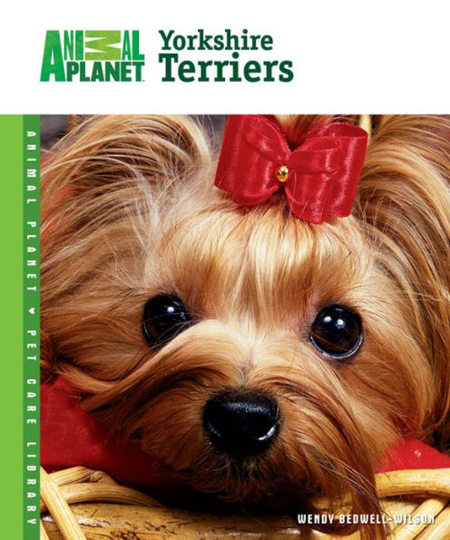 Yorkshire Terriers