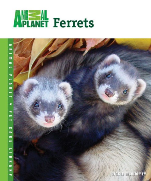 Ferrets