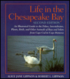 Life in the Chesapeake Bay