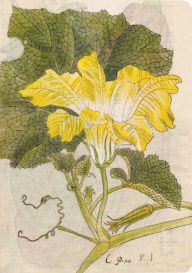 Title: Japanese Squash Blossom Lined Paperback Journal: Blank Notebook with Pocket, Author: Tuttle Studio