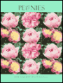 Peonies