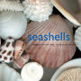 Seashells