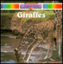 Giraffes
