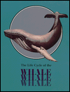 The Life Cycle of the Whale