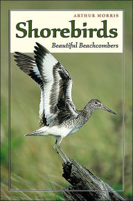 Shorebirds: Beautiful Beachcombers