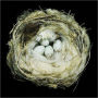 Nests: Fifty Nests and the Birds that Built Them