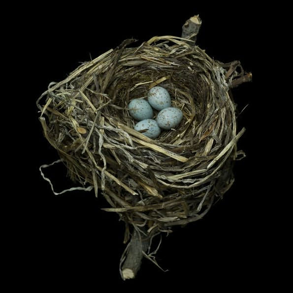 Nests: Fifty Nests and the Birds that Built Them