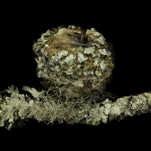 Nests: Fifty Nests and the Birds that Built Them