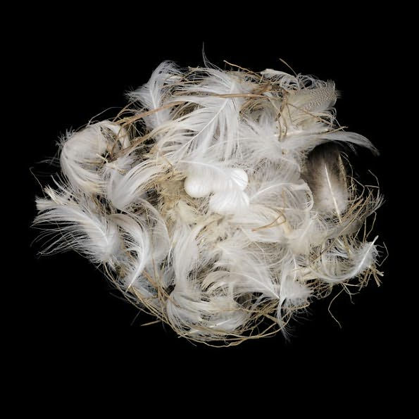 Nests: Fifty Nests and the Birds that Built Them