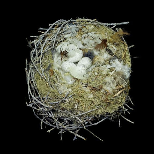 Nests: Fifty Nests and the Birds that Built Them