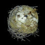 Alternative view 6 of Nests: Fifty Nests and the Birds that Built Them