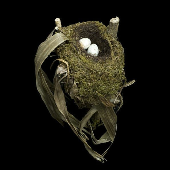 Nests: Fifty Nests and the Birds that Built Them