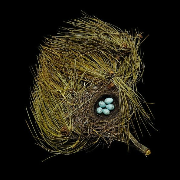 Nests: Fifty Nests and the Birds that Built Them