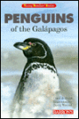 Penguins of the Galapagos