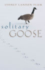 Solitary Goose