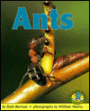 Ants