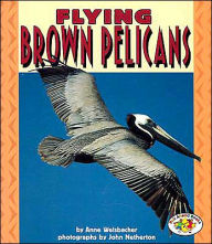 Flying Brown Pelicans