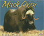 Musk Oxen