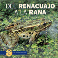 Del Renacuajo a la Rana