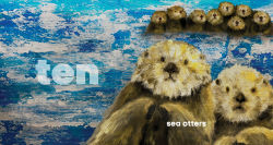 Alternative view 3 of Animal Countdown