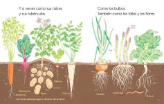 Alternative view 4 of Las plantas me alimentan