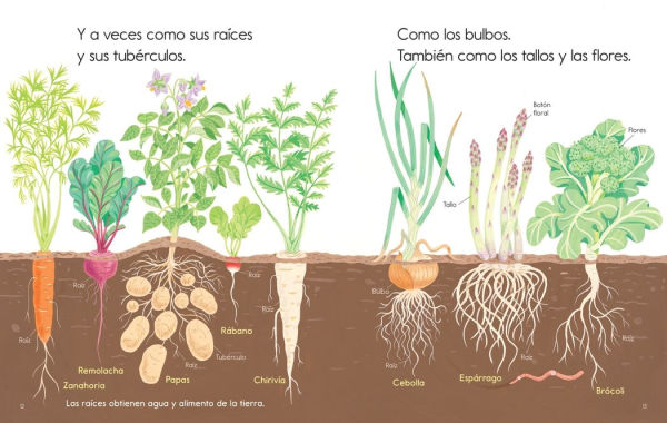 Las plantas me alimentan