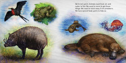 Alternative view 2 of We're Not Weird: Structure and Function in the Animal Kingdom