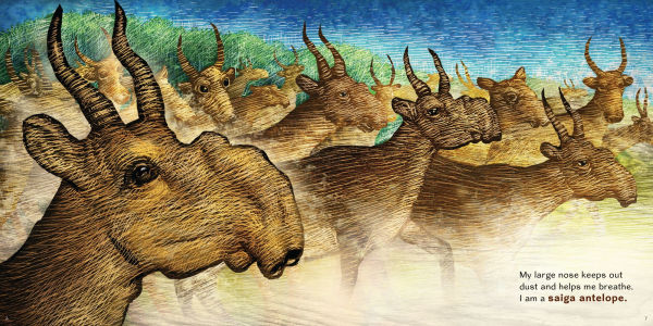 We're Not Weird: Structure and Function in the Animal Kingdom