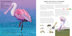 Alternative view 2 of Light as a Feather: Fifteen Phenomenal North American Birds