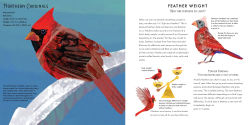 Alternative view 3 of Light as a Feather: Fifteen Phenomenal North American Birds