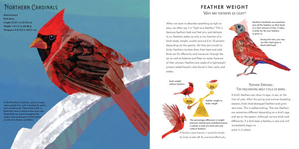 Light as a Feather: Fifteen Phenomenal North American Birds